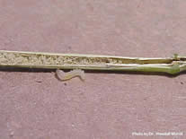 sawflylarvae