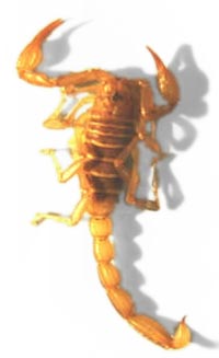 scorpion