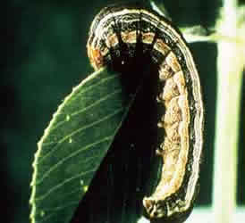 wysarmyworm_000