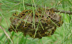yellowjacketnest