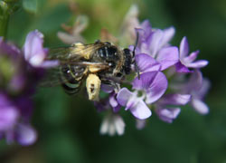 alkali-bee