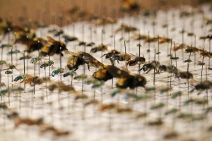Rachel's pinned insect collection