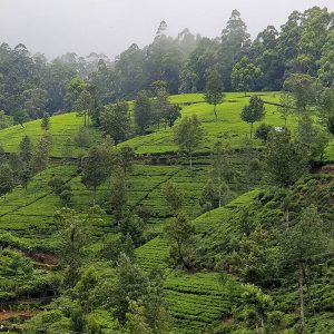 SriLanka Banner 2