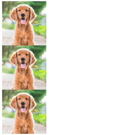 block-level dog images