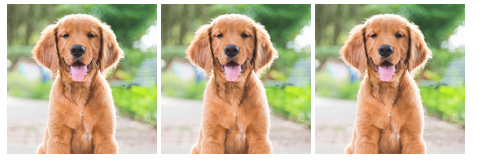 three dog images