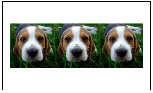 three dog images aligned center