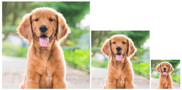 different sized dog images