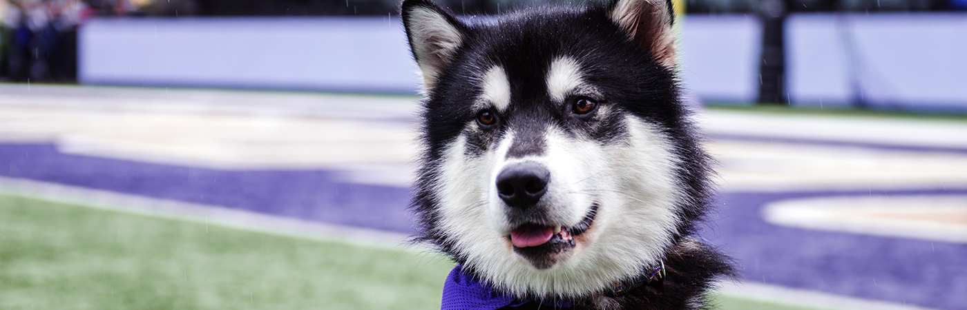 Considering Graduate or Professional School: Husky Experience