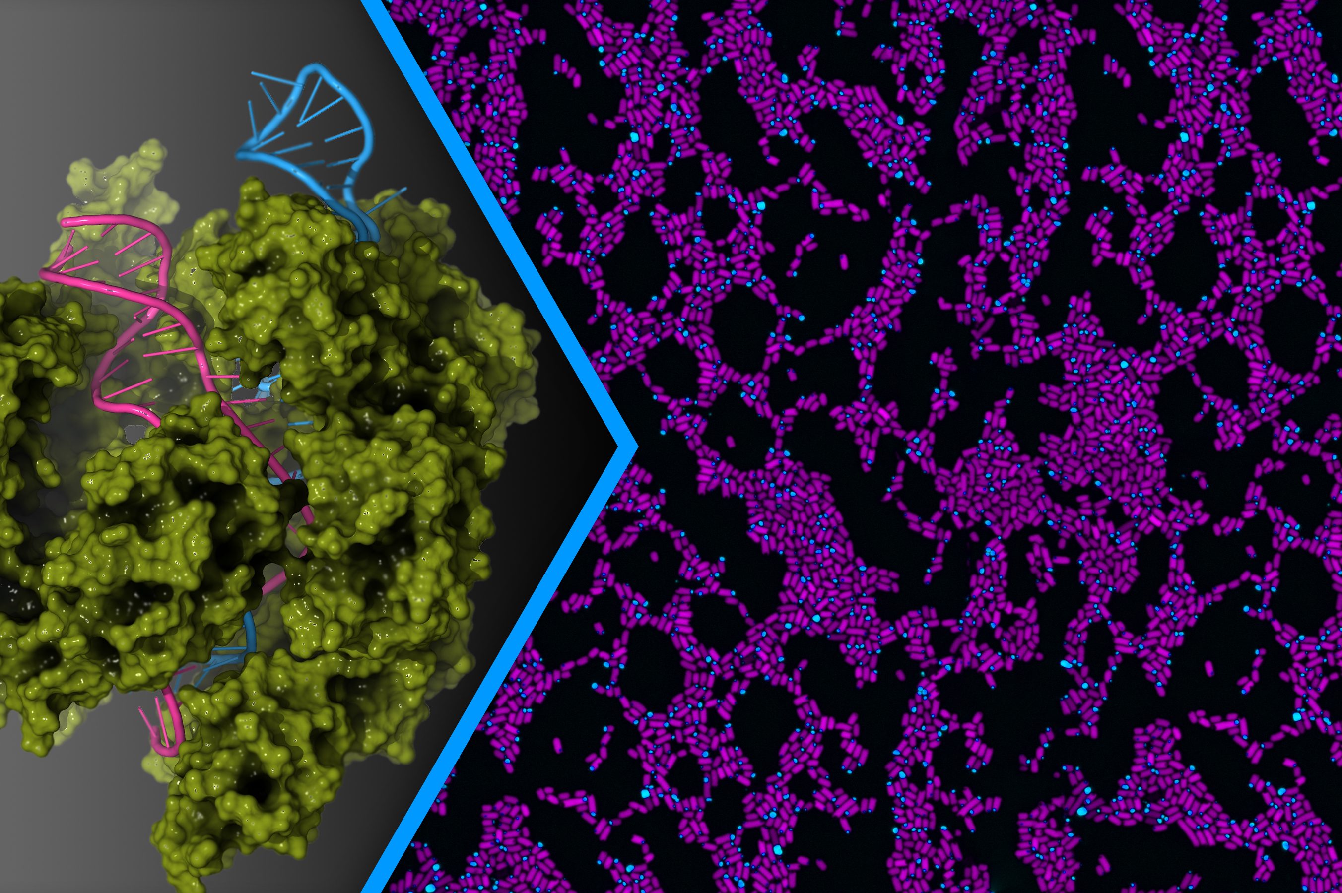 Disruptive Synthetic Biology