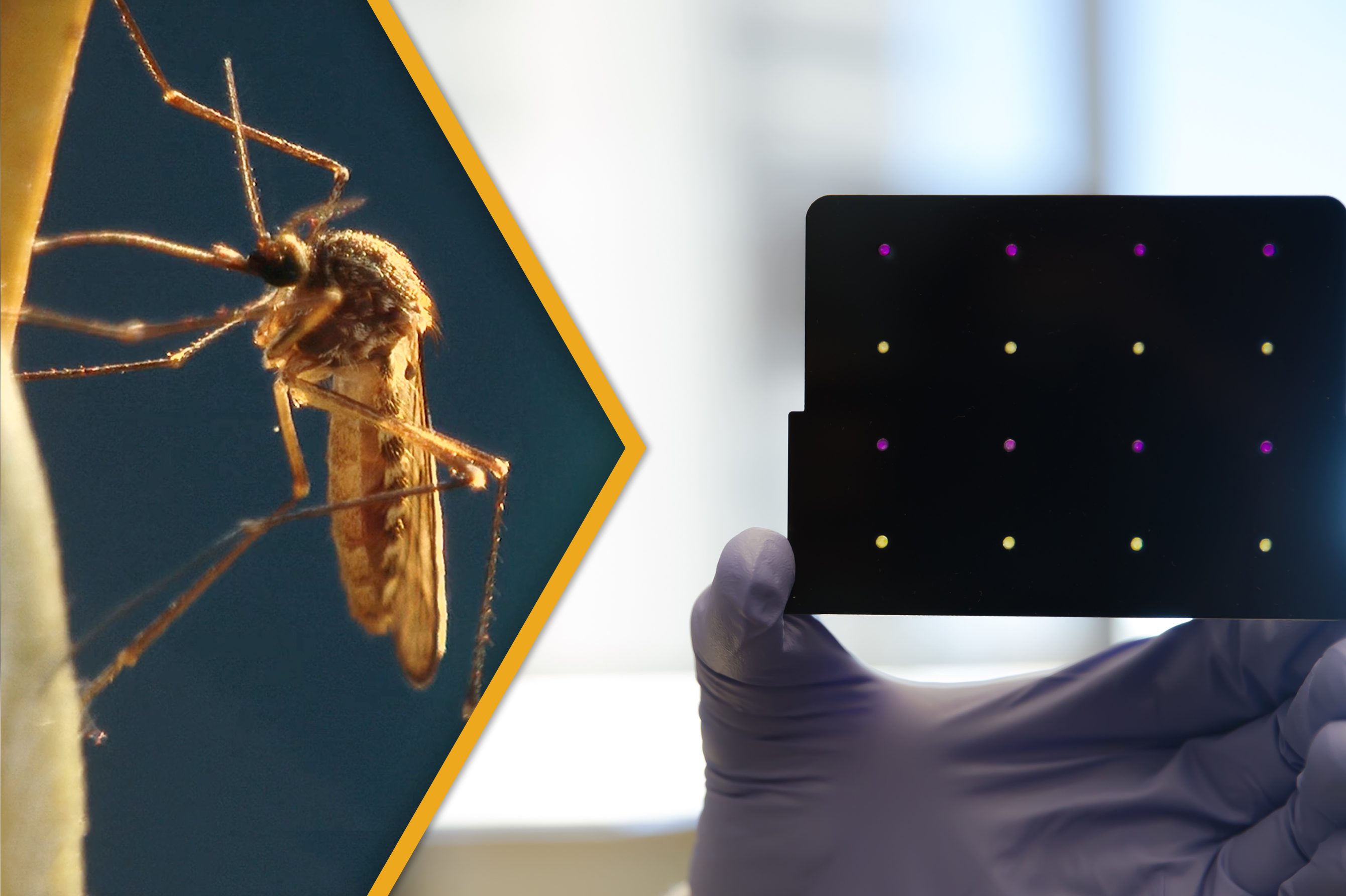 Disruptive Rapid Low Cost Detection Of Zika Future Pandemics