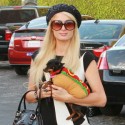 Paris Hilton's Puppy A Shoo-In For Best Costume