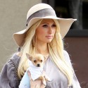 Paris Hilton Shops in Beverly Hills with her dog