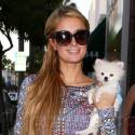 Paris Hilton's Pet Pooch Is Too Cute