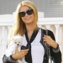 Paris Hilton Takes Her Adorable Pooch To Barneys