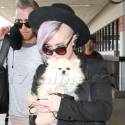 Kelly Osbourne Snuggles Up To Her Pup At LAX