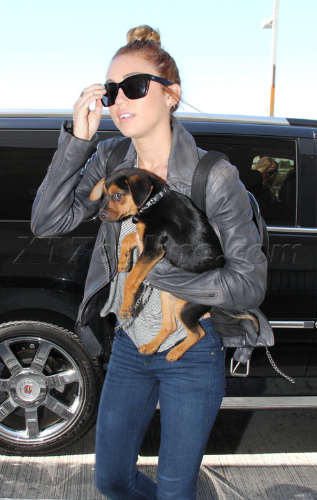 Miley Cyrus puppy airport leather jacket jeans louis vuitton boots lax 