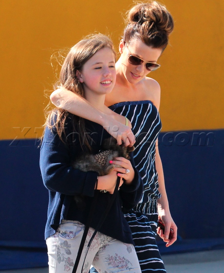 dog pet puppy stripes 