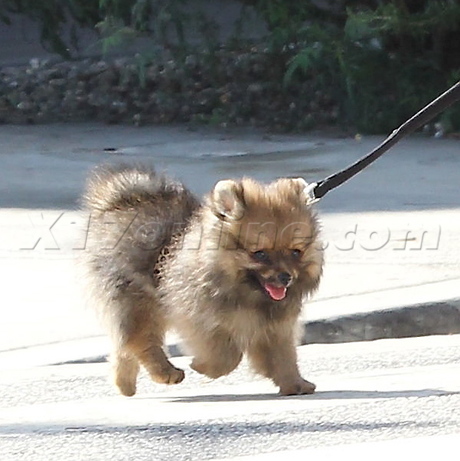 Kate Beckinsale  len wiseman maxi dress puppy lily sheen 