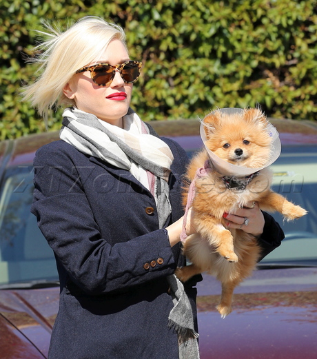 Gwen Stefani Gavin Rossdale Kingston Zuma puppy 