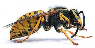 Hornet