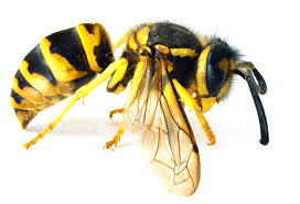 Yellow Jacket